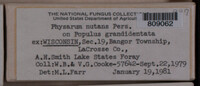 Physarum nutans image